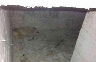 Ankara’da su kuyusuna düşen köpek kurtarıldı