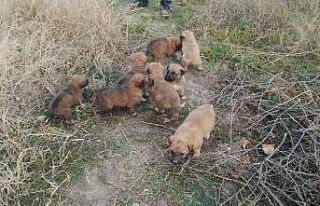 Anneleri kaybolunca 8 yavru köpek ortada kaldı