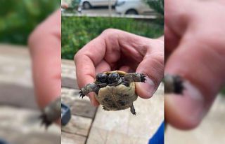 Antalya’da çift başlı kaplumbağaya özel bakım