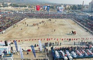 Aydın’da 160 deve kıran kırana güreşti