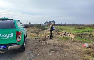 Aydın’da sokak canları unutulmadı