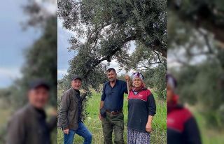 Aydın’da zeytin bahçeleri denetlendi, çiftçiler...