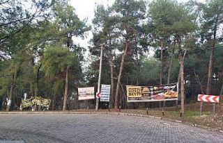 Aytepe varyantındaki ağaçlar reklam panosuna döndü