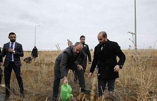 Baberti Külliyesi yeni ağaçlarla renkleniyor