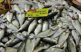 Balık tezgahlarında palamutun yerini çinekop alıyor