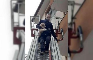 Balkonda mahsur kalan kediyi itfaiye ekipleri kurtardı