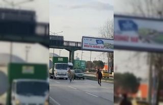 Başıboş atlar yollarda cirit atıyor