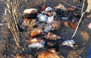 Başıboş köpekler bahçeye girdi, 37 tavuğu telef...