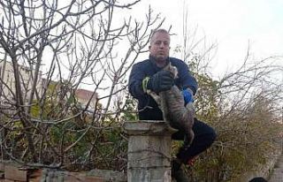Batman’da dikenli tele dolanan kedi itfaiye ekiplerince...
