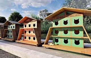 Bayraklı Belediyesinden sokak kedilerine sıcak yuva