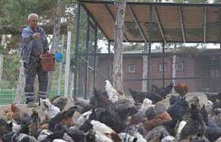 Belediye tarafından yetiştirilen tavuk ve kazlar...