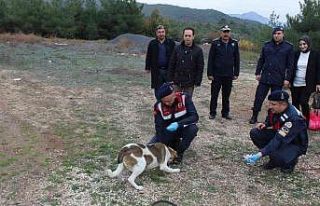 Bilecik’te sokak hayvanlarını elleriyle beslediler