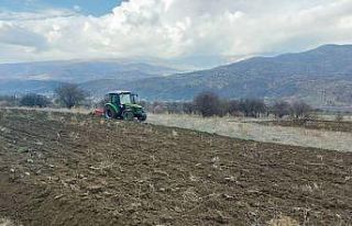 Boş tarım arazileri siyez buğdayı ile buluşuyor