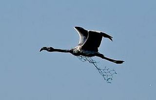 Boynunda ağla uçan flamingo, denizdeki kirliği...