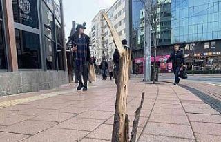 Bu ağacın suçu ne?