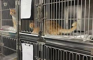 Bu da oldu, kedinin midesinden dikiş iğnesi çıktı