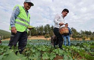 Buca’da belediye-kooperatif iş birliği tarımı...