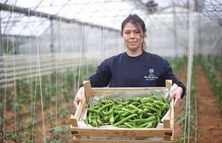 Büyükşehir, seralarda üretimini sürdürüyor