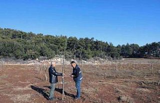 Büyükşehir’den yüzde 50 hibe alarak ceviz tarlası...
