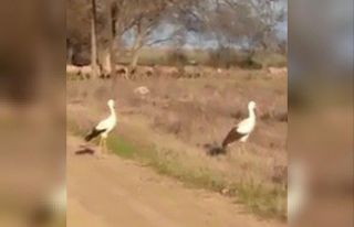 Çanakkale’de leylekler mevsimleri şaşırdı