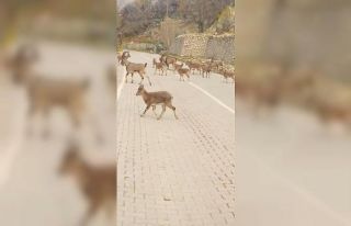 Çemişgezek’te yaban keçileri sürü halinde ilçe...
