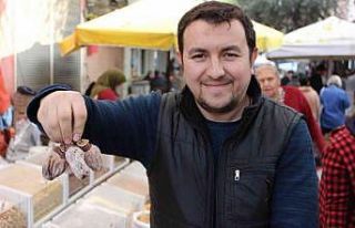 Cennet elması altın yılını yaşıyor