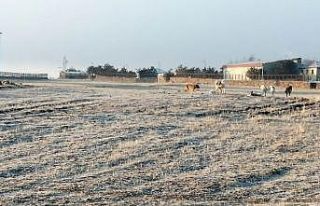 Çıldır’da köpek istilası