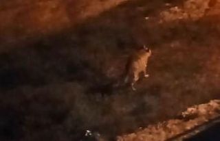 Çizgili sırtlan evin bahçesine kadar girdi