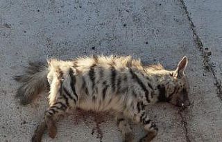 Çizgili sırtlana araç çarptı