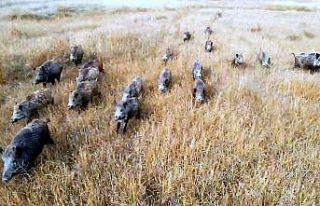 Çoban köpeğinin domuz sürüsüyle burun buruna...