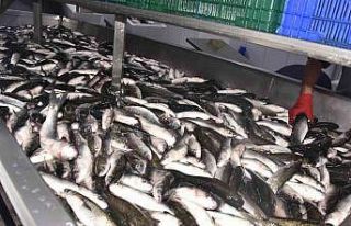 Dalyan kefali kilosu 50 liradan satılıyor