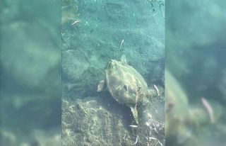Datça’da deniz kaplumbağasını balıkla beslediler