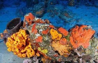 Deniz süngerlerinde ‘sıcaklık’ tehlikesi