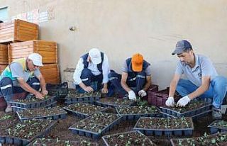 Diyarbakır 2022’de 3 milyon 384 bin mevsimlik çiçekle...