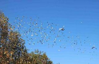 Diyarbakır semalarına on bin güvercin bırakıldı