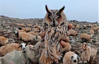 Diyarbakır’da yaralı bulunan ’kulaklı orman...