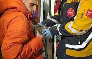 Dumanlar arasında kalan kedi, polis ekiplerince kurtarıldı