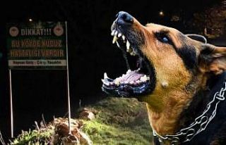 Dünyada her yıl 55 bin kişi kuduzdan ölüyor