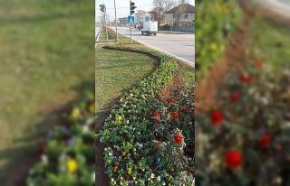 Düzce çiçeklerle güzelleşiyor