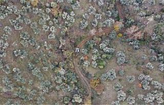 Efeler’in ekipleri Kozalaklı zeytinlik yolunu açtı