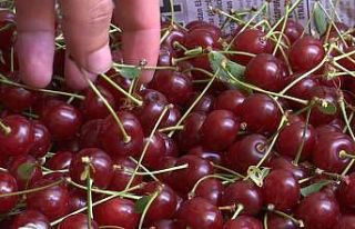 Elazığ vişnesi tescillendi