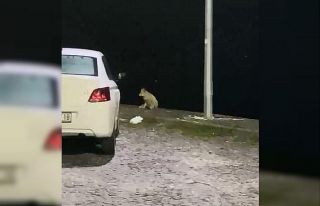 Elazığ’da aç kalan tilki mahallede yiyecek aradı
