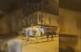 Elazığ’da başıboş atlar cadde ve sokaklarda...