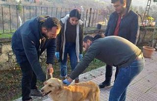 Elazığ’da evcil hayvanların çip ve pasaportlama...