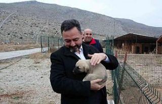 Elbistan Belediyesi başıboş köpekler için harekete...