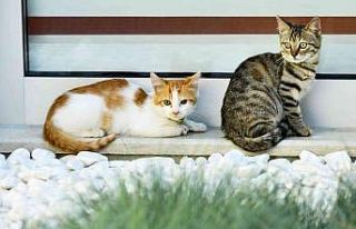 Engelsiz Çocuk Gündüz Bakımevi’ne kayıtlar...