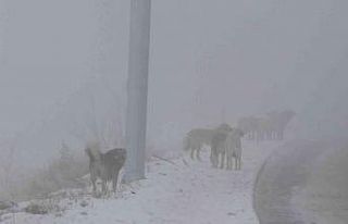 Erzincan’da başıboş sokak köpekleri tehlike...