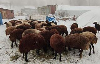 Erzurum’da kar yüzünü gösterdi
