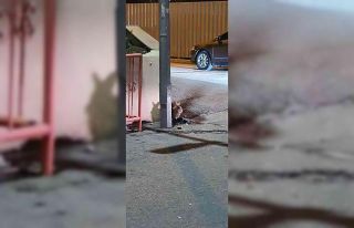 Eskişehir’de kent merkezinde görülen tavşan...