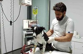 Evcil hayvanlarınızı korona virüse kurban etmeyin